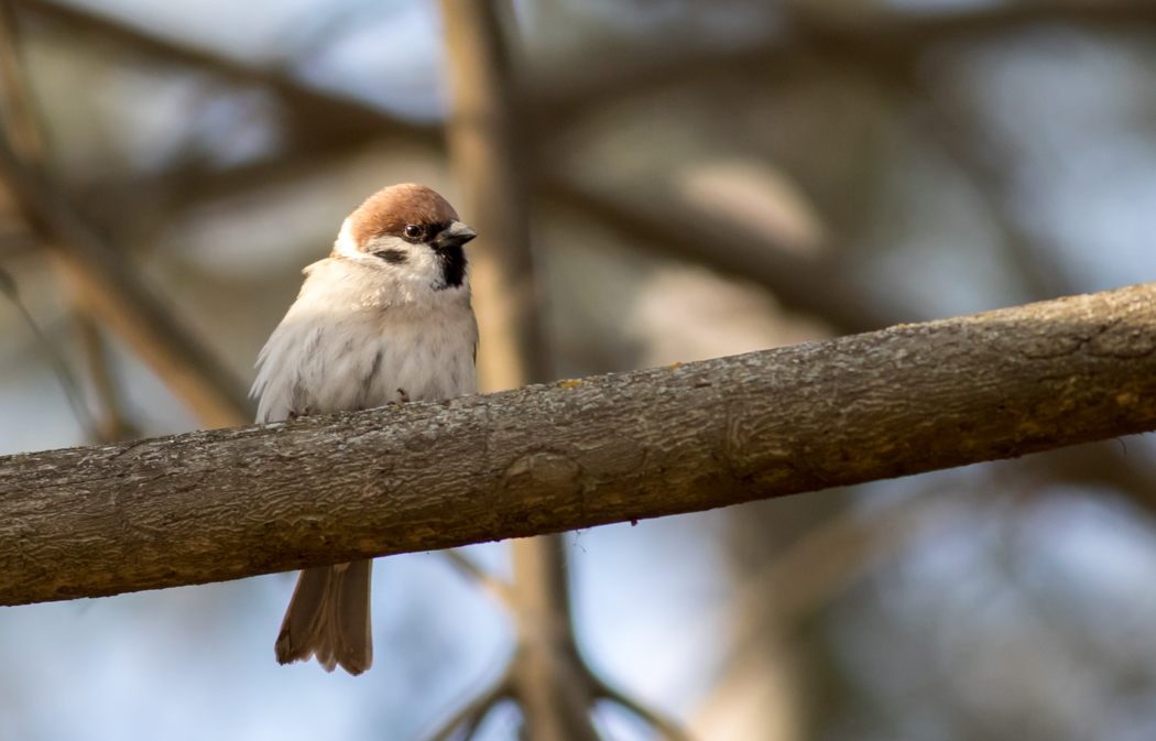 Eurasian Tree Sparrow