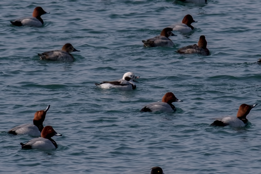 Long-tailed Duck