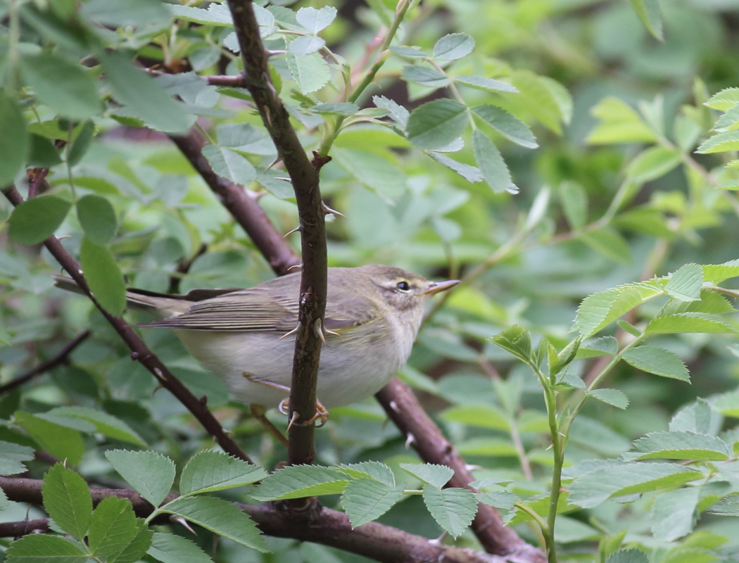 Willow Warbler
