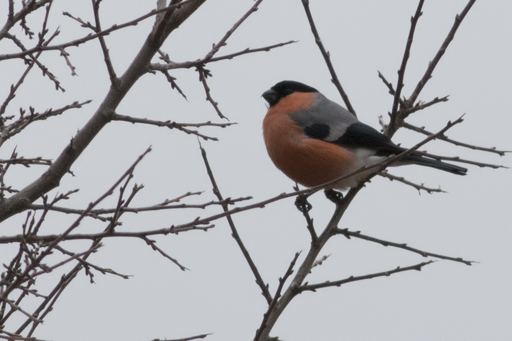 Eurasian Bullfinch