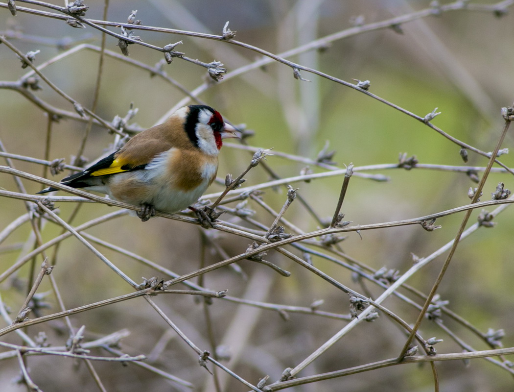 European Goldfinch