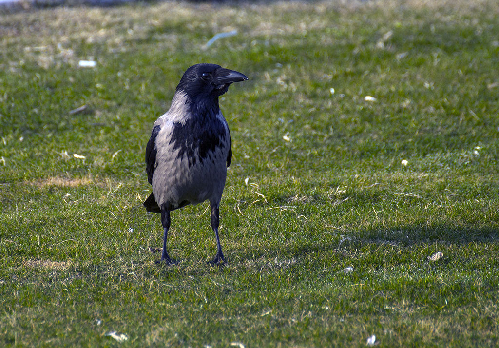 Hooded Crow
