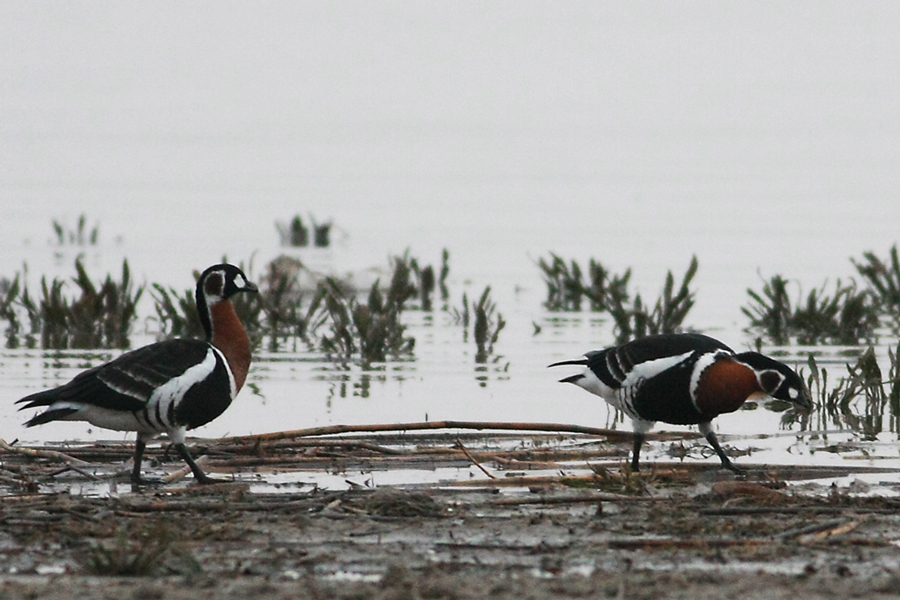 Red-breasted Goose