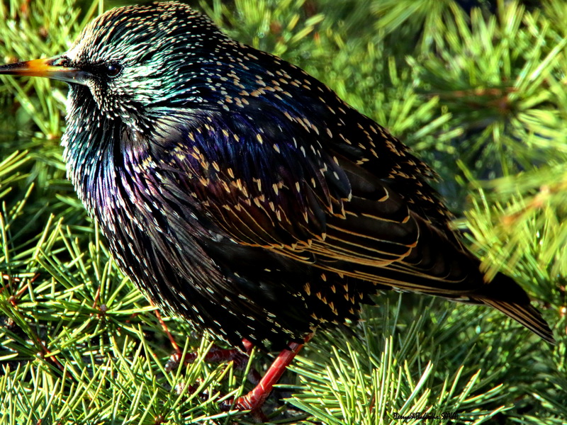 Common Starling