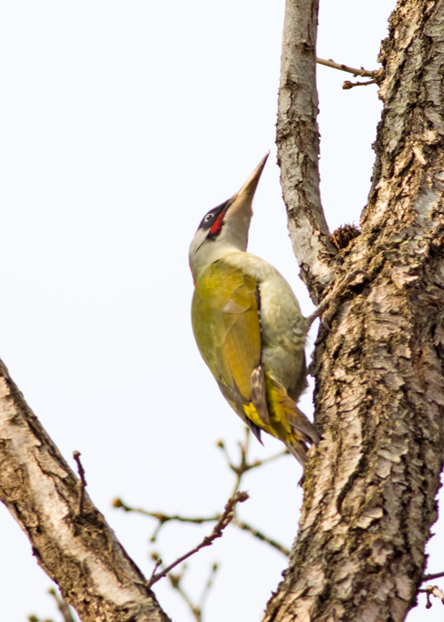 European Green Woodpecker