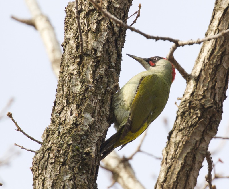 European Green Woodpecker