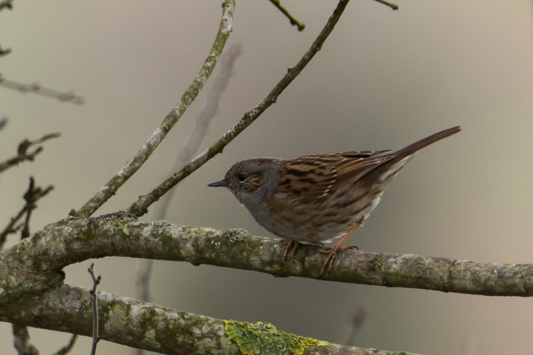 Dunnock