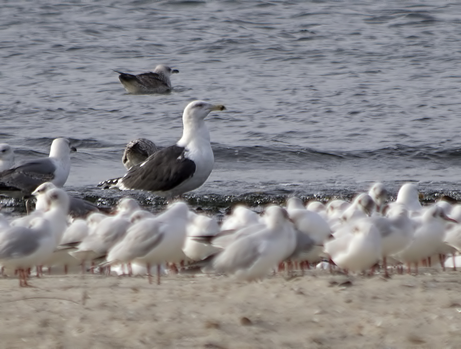 Great Black-backed Gull