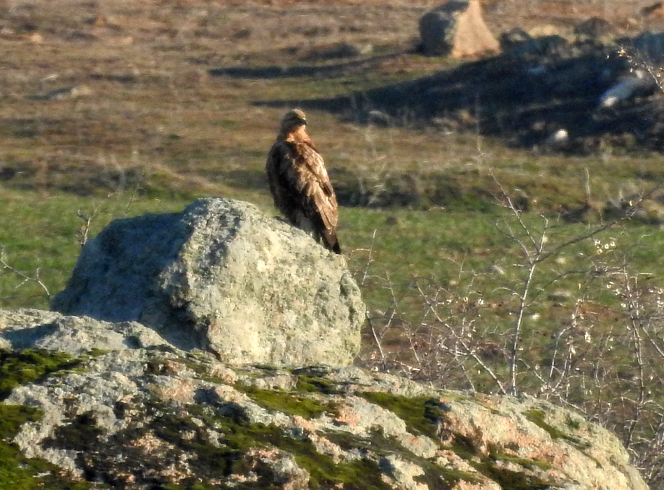 Eastern Imperial Eagle