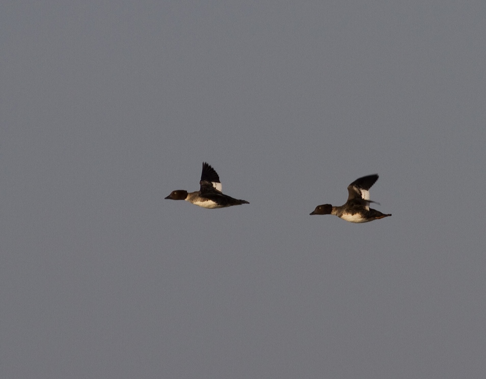 Common Goldeneye