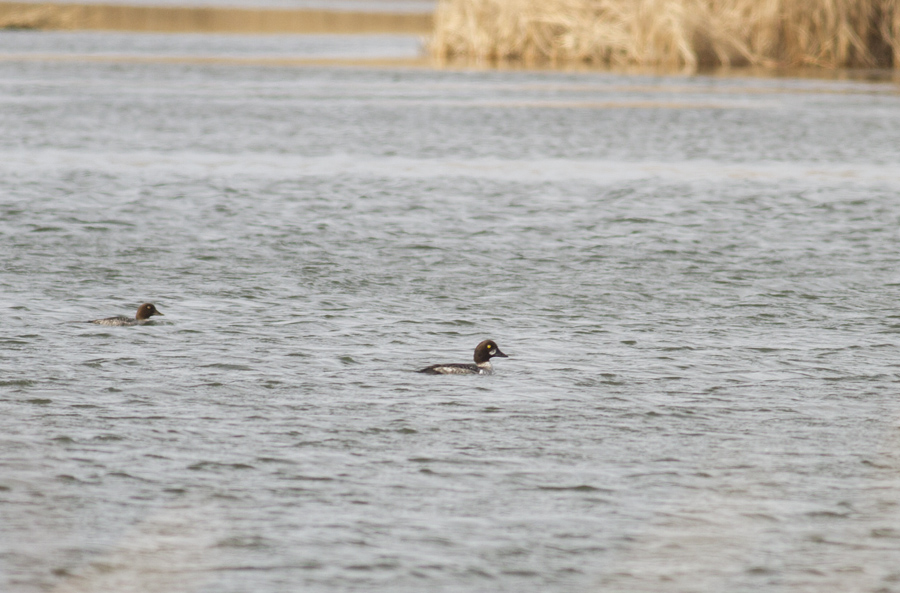 Common Goldeneye