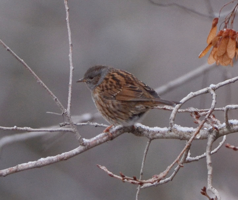 Dunnock