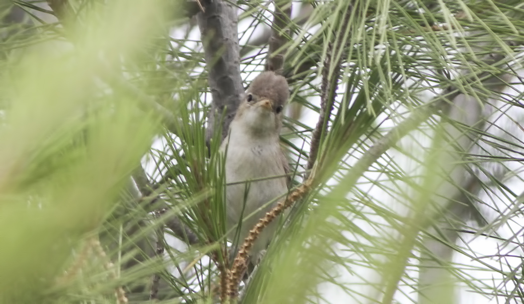 Upcher`s Warbler