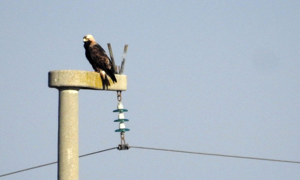 Eastern Imperial Eagle