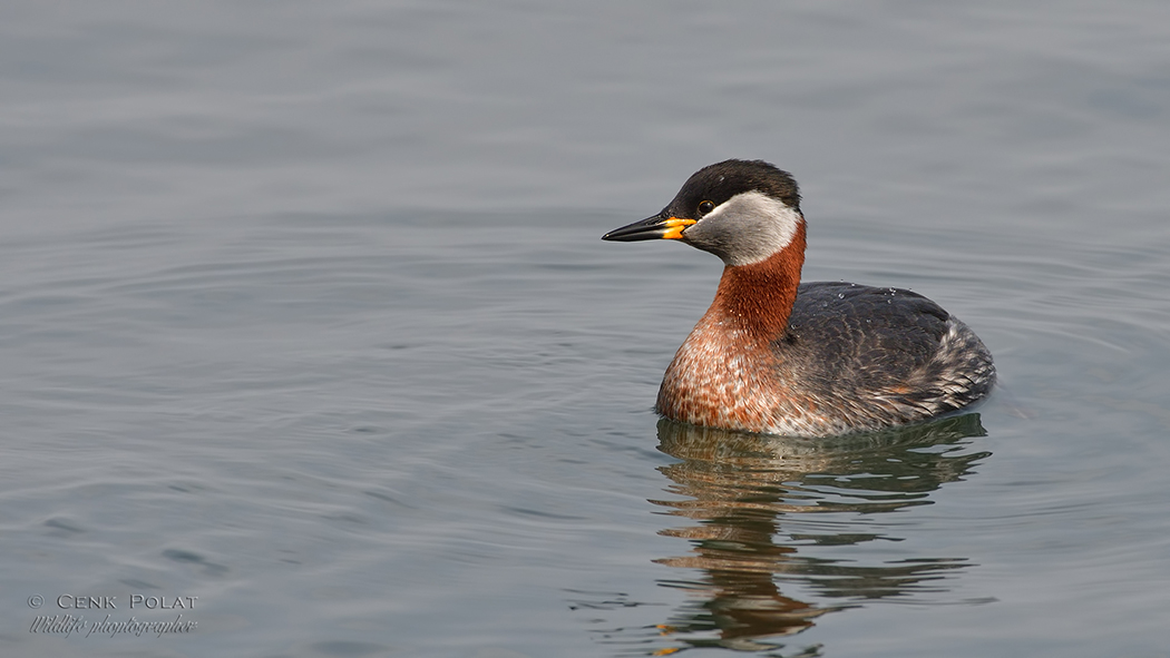 Red-necked Grebe