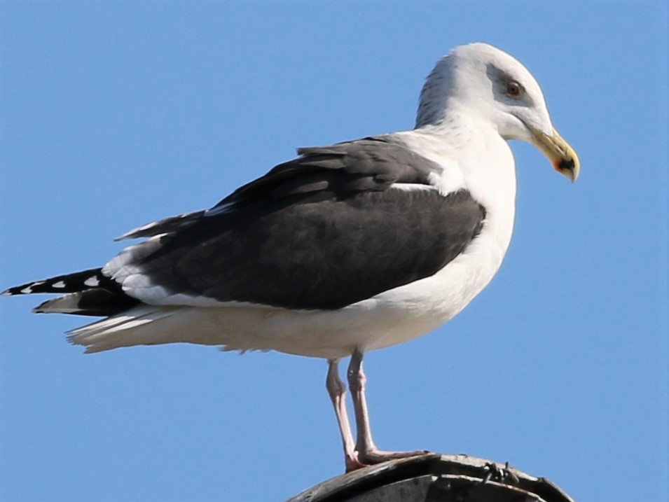 Great Black-backed Gull