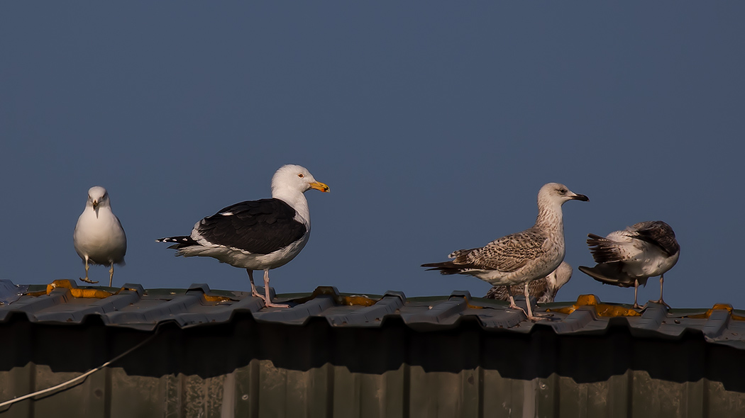 Great Black-backed Gull