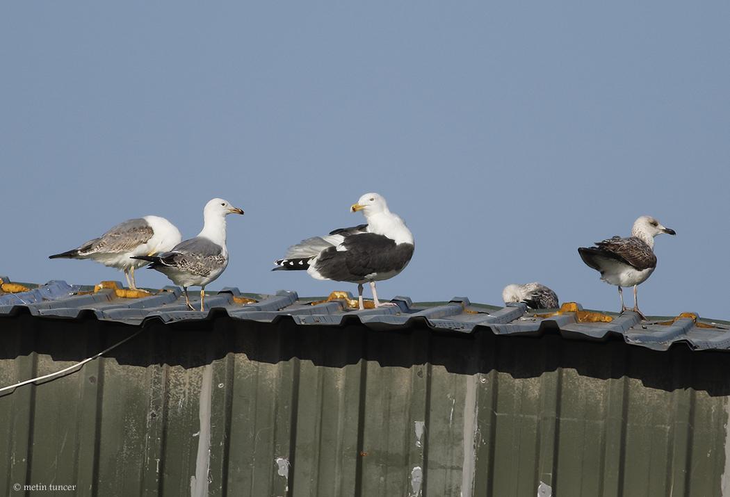 Great Black-backed Gull
