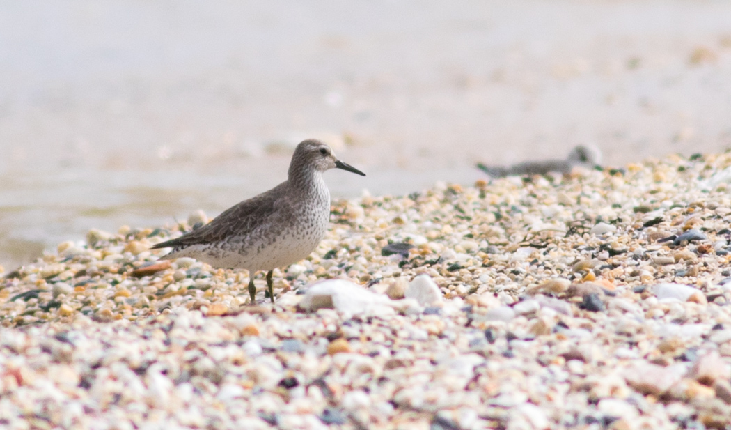 Red Knot