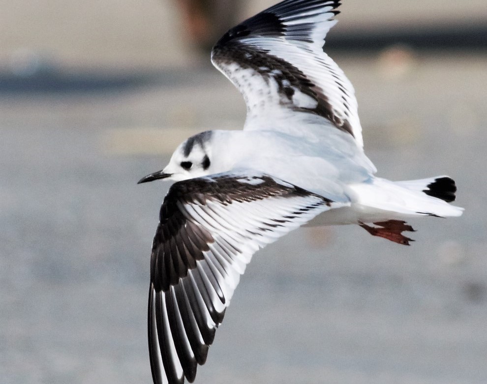 Little Gull