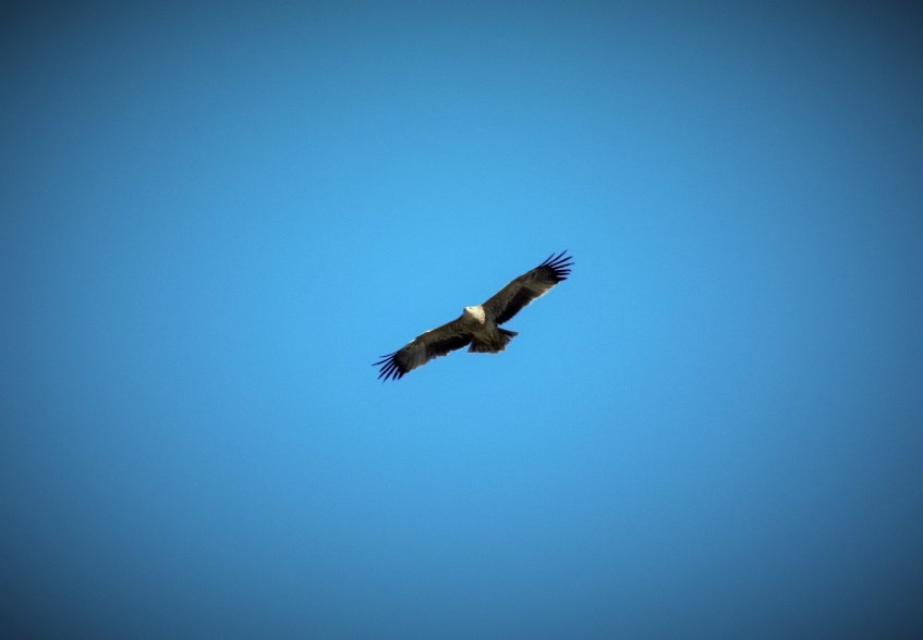 Eastern Imperial Eagle
