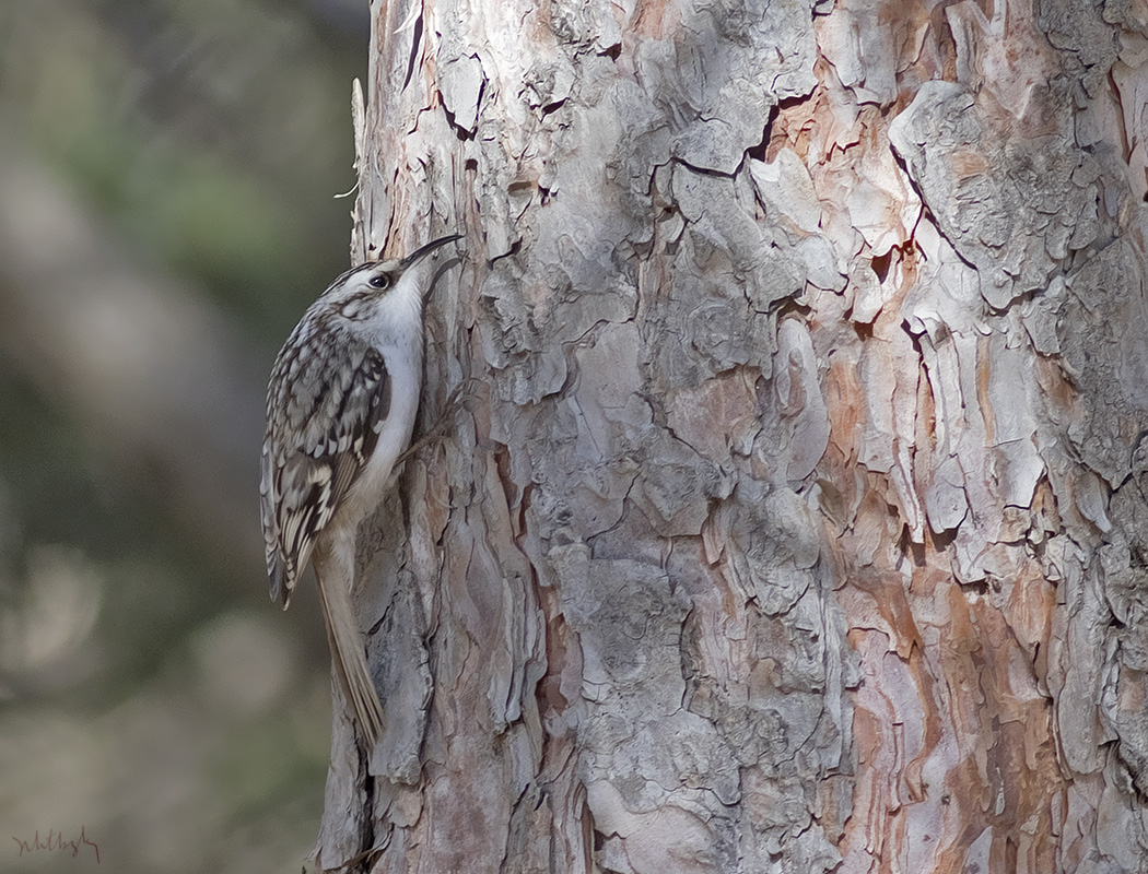 Eurasian Treecreeper