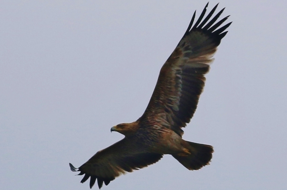 Eastern Imperial Eagle
