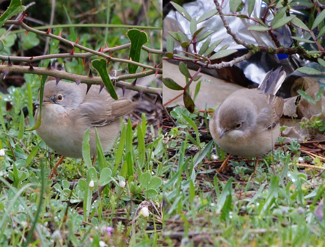 Menetries`s Warbler