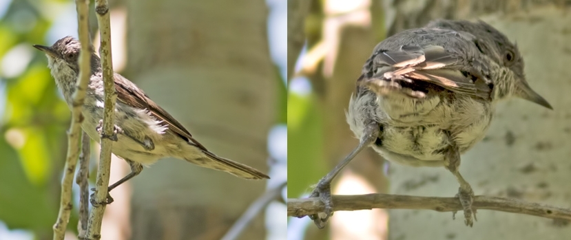 Eastern Orphean Warbler
