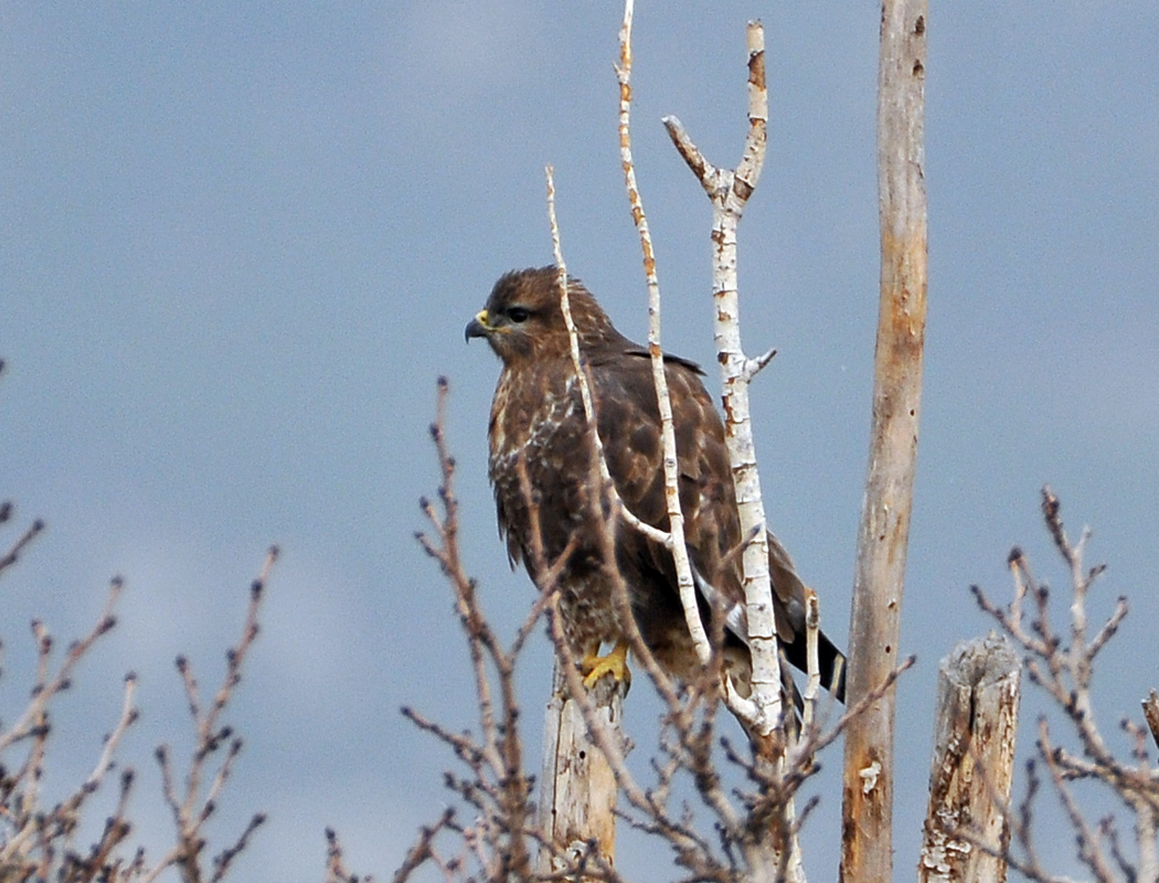 Common Buzzard