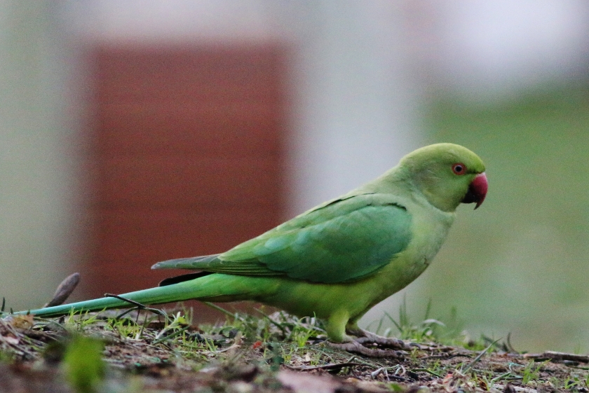 Rose-ringed Parakeet