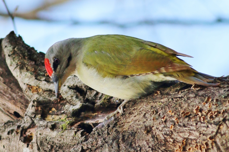 Grey-headed Woodpecker