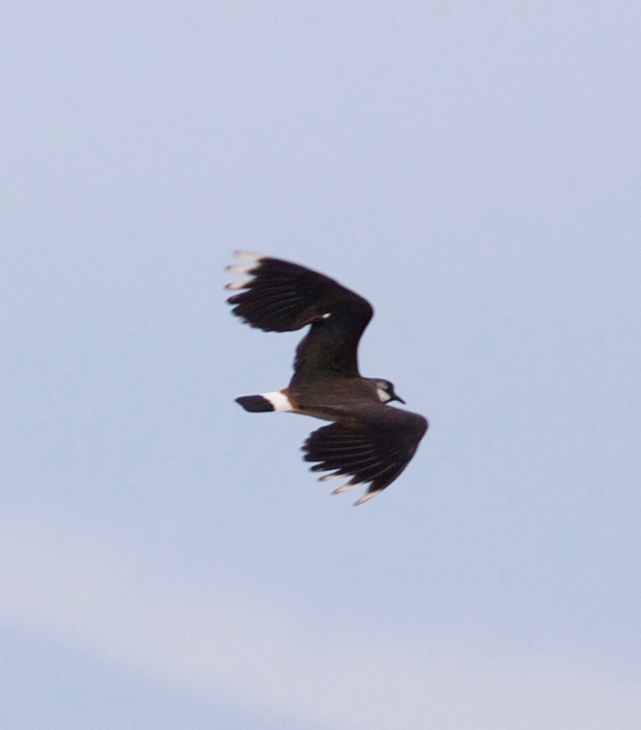 Northern Lapwing