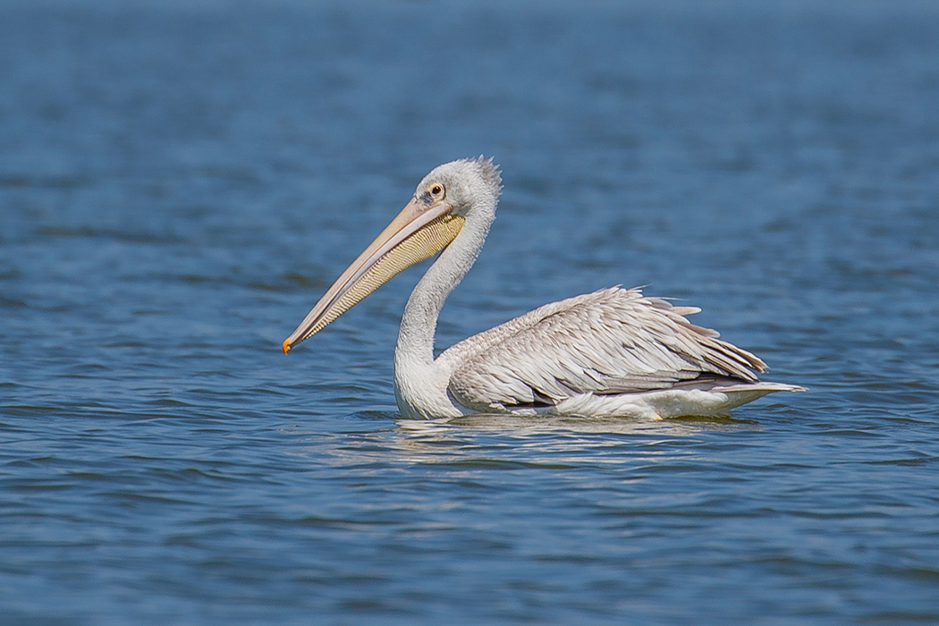 Pink-backed Pelican