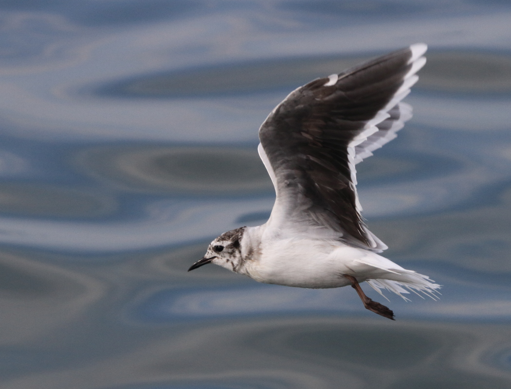 Little Gull
