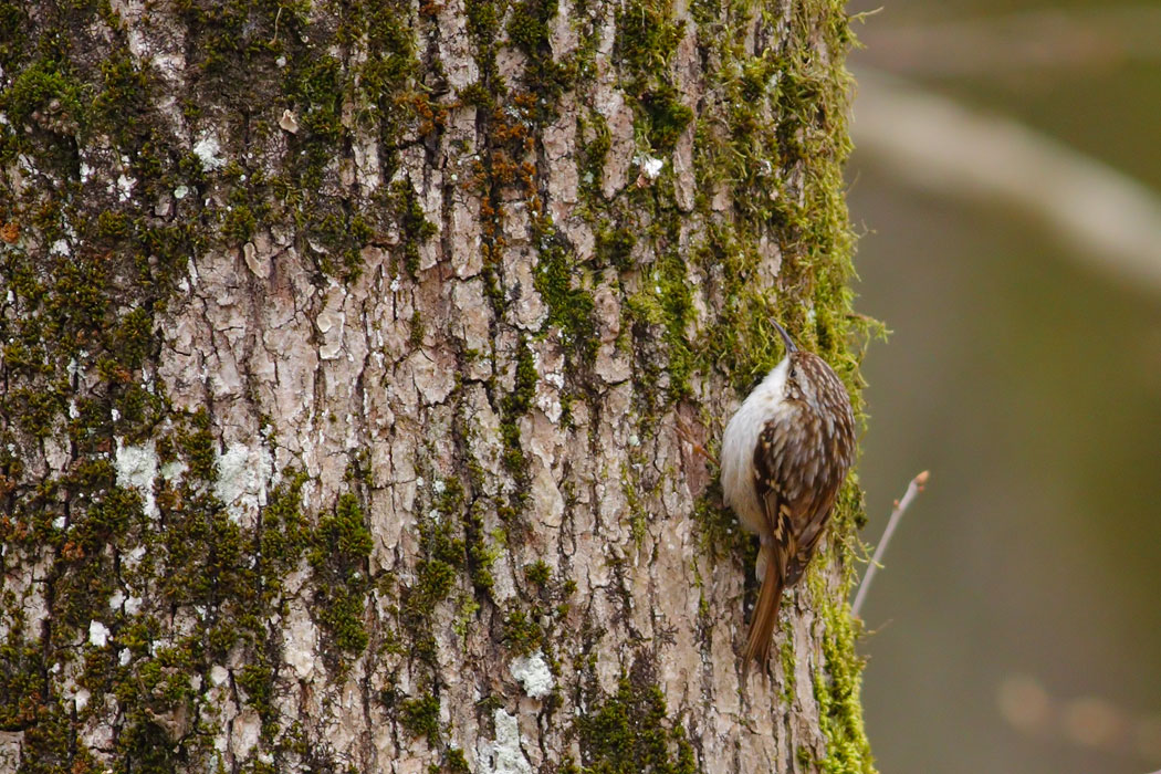 Eurasian Treecreeper