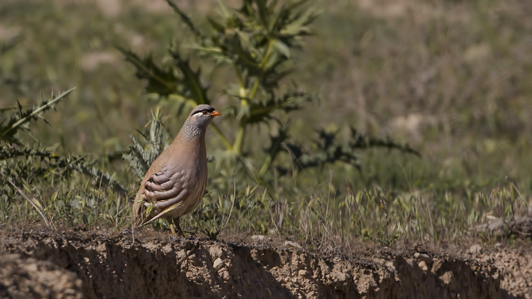 See-see Partridge