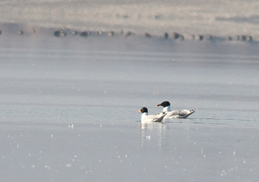 Pallas`s Gull
