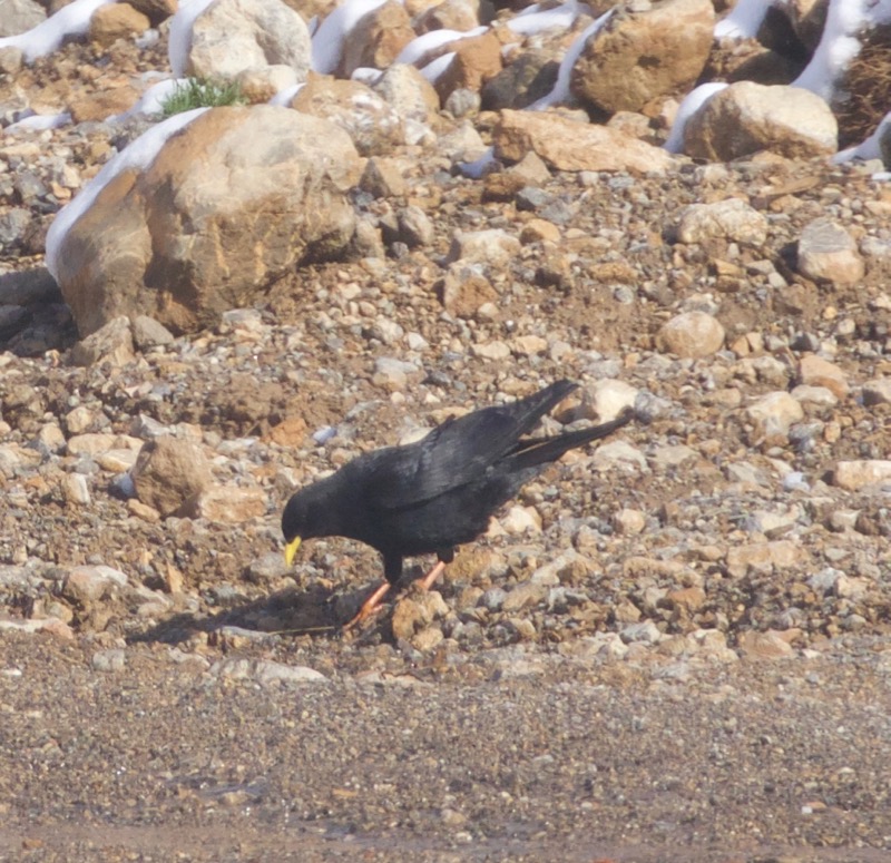 Alpine Chough