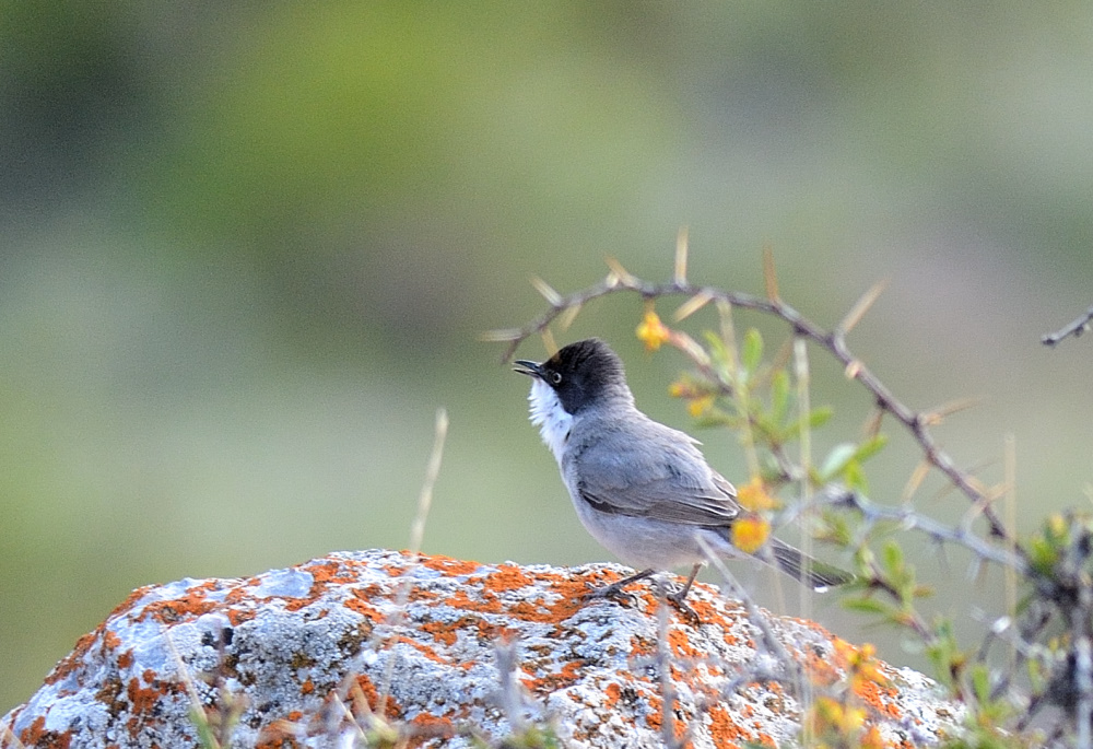 Eastern Orphean Warbler