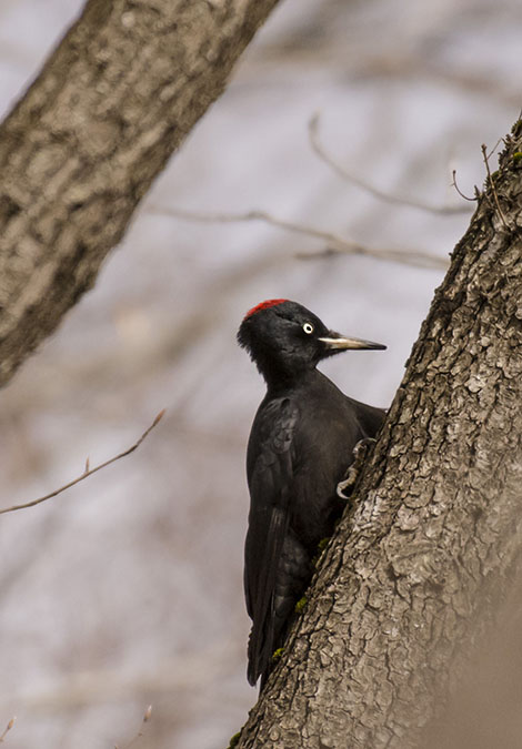 Black Woodpecker