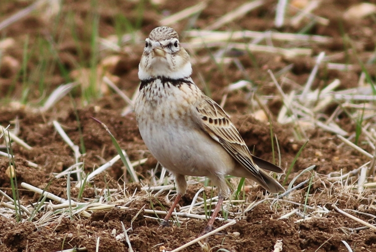 Bimaculated Lark