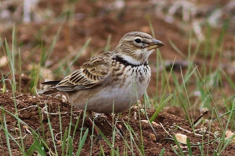 Bimaculated Lark