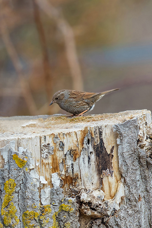Dunnock