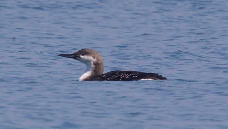 Karagerdanlı Dalgıç