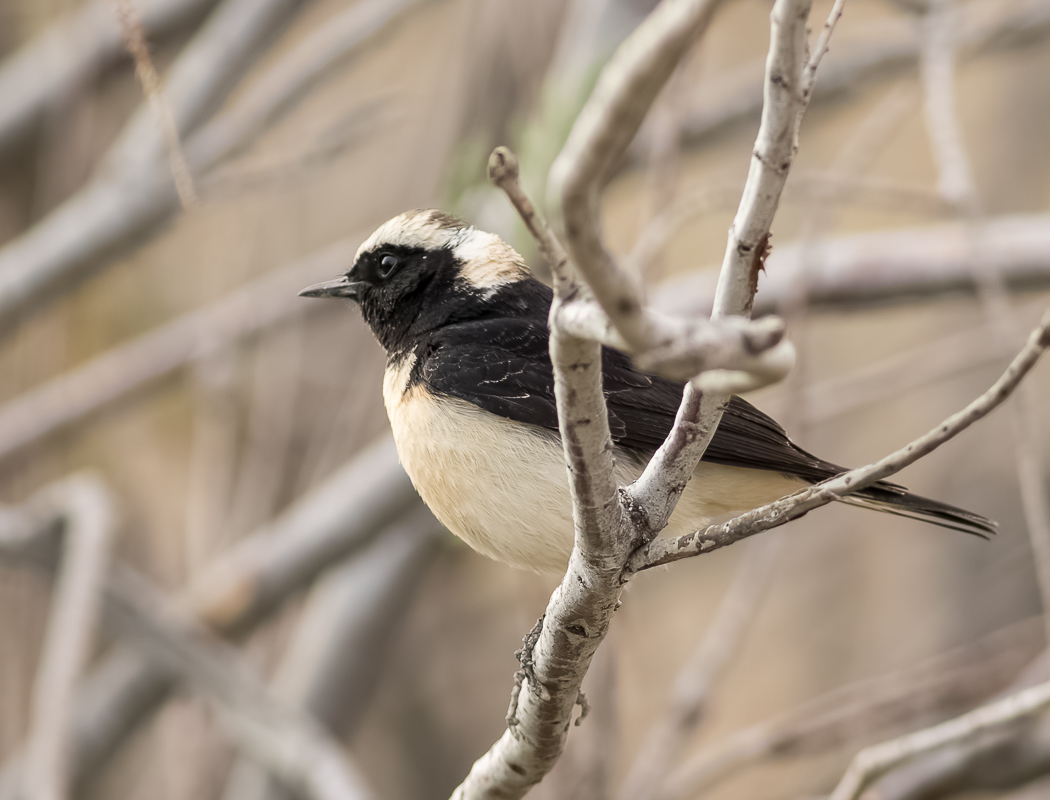 Cyprus Wheatear