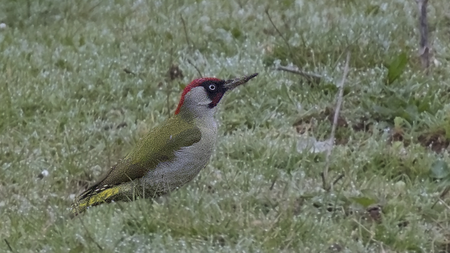 European Green Woodpecker