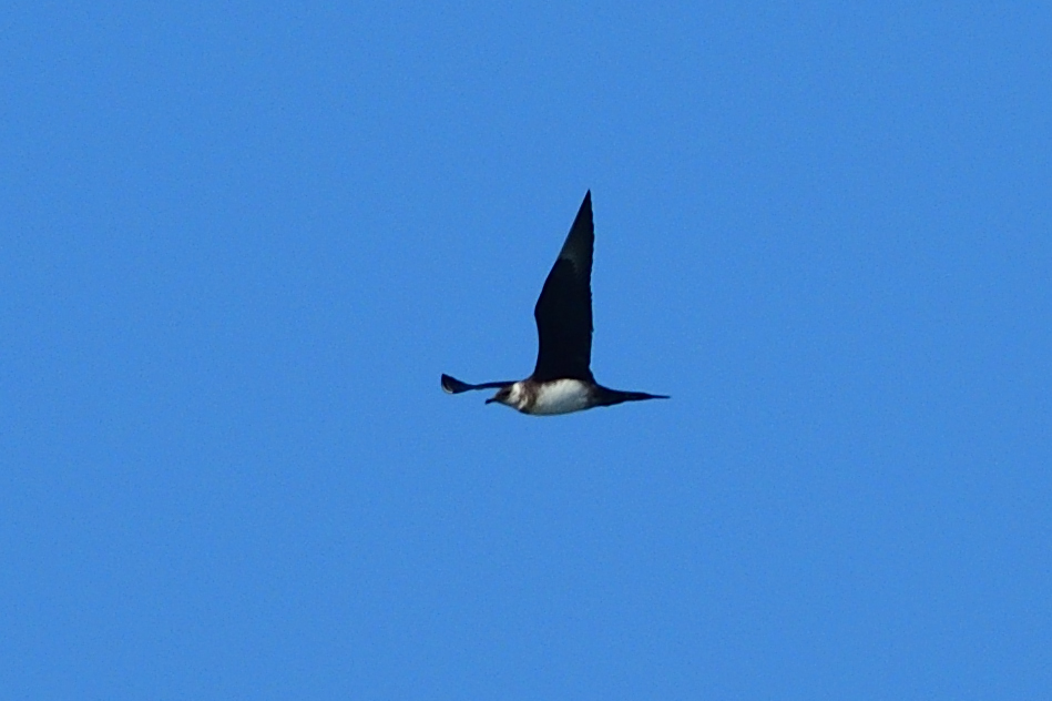 Parasitic Jaeger