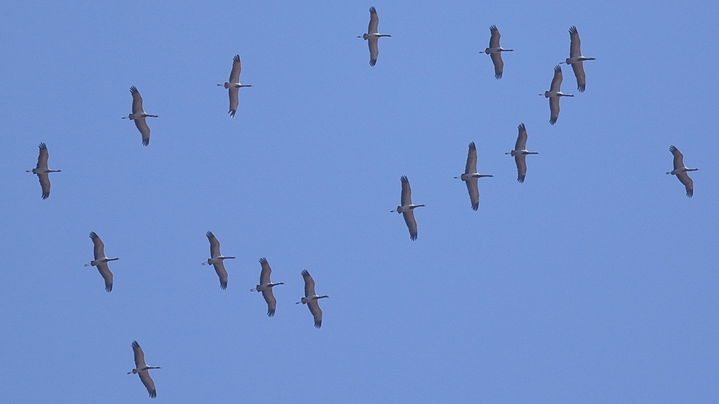 Demoiselle Crane