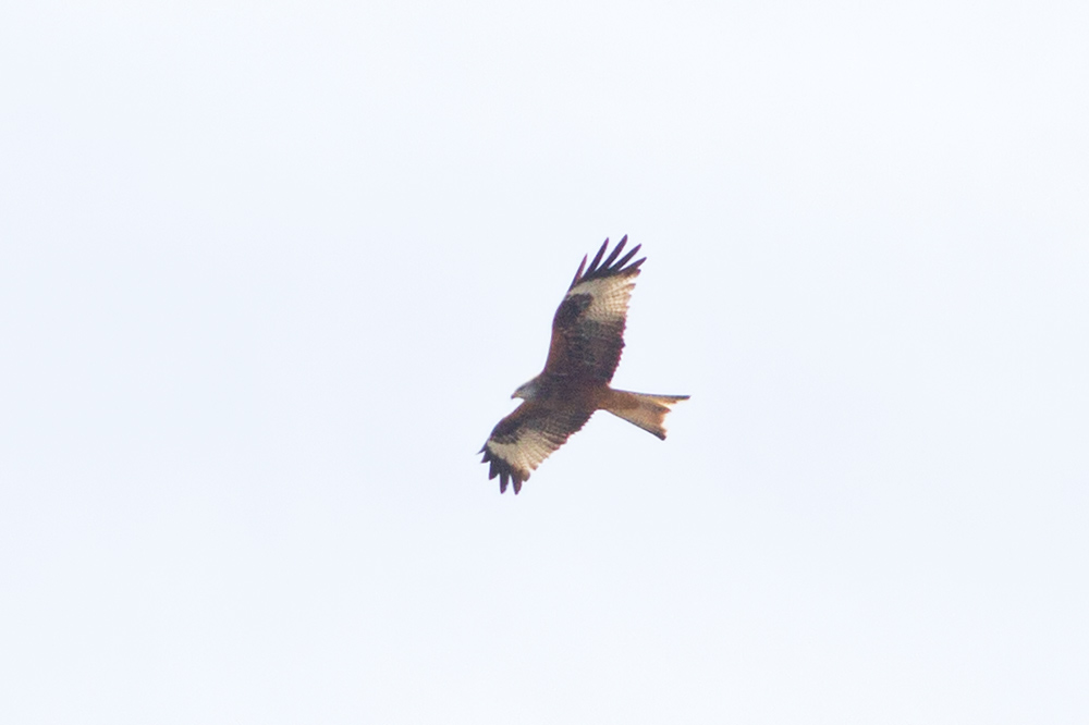 Red Kite